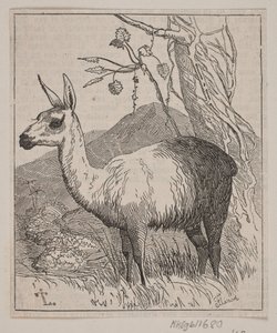A Llama