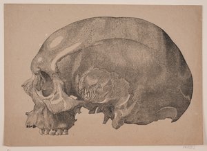 Skull by Andreas Flinch