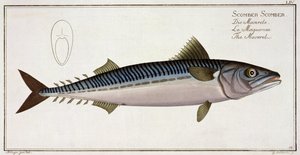 Mackerel (Scomber Scomber) plate LIV from 