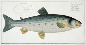 Salmon (Salmo Salar) Plate XX from 