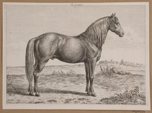 Rolf. A Horse in the Field by Andreas Peter Madsen