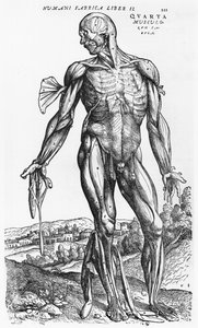 Anatomical Study, illustration from 