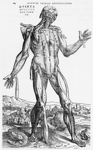 Anatomical Study, illustration from 