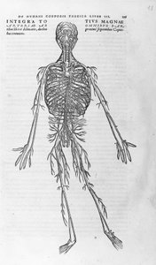 Andrea Vesalio (1514 - 1564), doctor of Charles V. “Humani corporis fabrica libri septem”, Basel 1543. by Andreas Vesalius