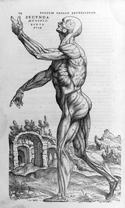Andrea Vesalio, doctor of Charles V. “Humani corporis fabrica libri septem”.