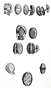 The Plates from the Fifth Book of the De Humani Corporis Fabrica by Andreas Vesalius
