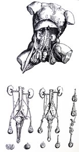 The Plates from the Fifth Book of the De Humani Corporis Fabrica