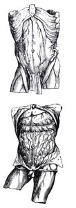 The Plates from the Fifth Book of the De Humani Corporis Fabrica by Andreas Vesalius