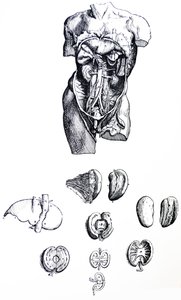 The Plates from the Fifth Book of the De Humani Corporis Fabrica