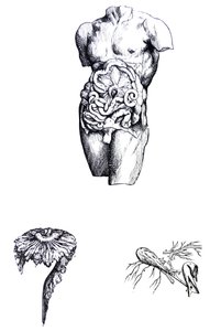 The Plates from the Fifth Book of the De Humani Corporis Fabrica by Andreas Vesalius