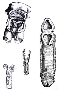 The Plates from the Fifth Book of the De Humani Corporis Fabrica