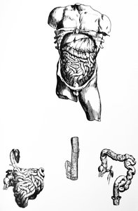 The Plates from the Fifth Book of the De Humani Corporis Fabrica