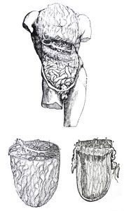The Plates from the Fifth Book of the De Humani Corporis Fabrica