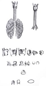 The Plates from the First Book of the De Humani Corporis Fabrica