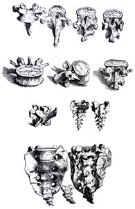 The Plates from the First Book of the De Humani Corporis Fabrica
