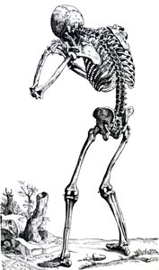 The Plates from the First Book of the De Humani Corporis Fabrica