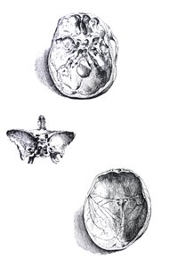 The Plates from the First Book of the De Humani Corporis Fabrica