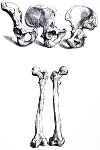 The Plates from the First Book of the De Humani Corporis Fabrica by Andreas Vesalius