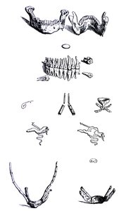 The Plates from the First Book of the De Humani Corporis Fabrica