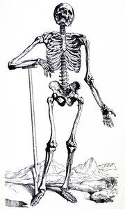 The Plates from the First Book of the De Humani Corporis Fabrica
