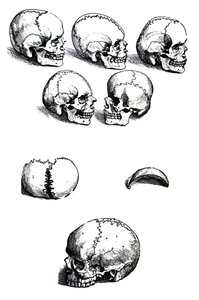 The Plates from the First Book of the De Humani Corporis Fabrica by Andreas Vesalius by Andreas Vesalius