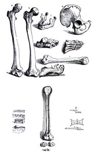 The Plates from the First Book of the De Humani Corporis Fabrica by Andreas Vesalius, (1514-1564) by Andreas Vesalius