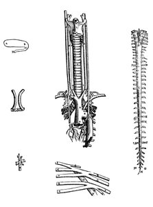 The Plates from the Fourth Book of the De Humani Corporis Fabrica by Andreas Vesalius