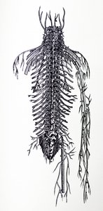 The Plates from the Fourth Book of the De Humani Corporis Fabrica by Andreas Vesalius