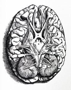 The Plates from the Fourth Book of the De Humani Corporis Fabrica