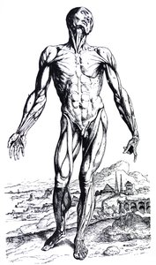 The Plates from the Second Book of the De Humani Corporis Fabrica by Andreas Vesalius