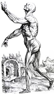 The Plates from the Second Book of the De Humani Corporis Fabrica