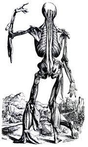 The Plates from the Second Book of the De Humani Corporis Fabrica