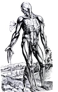 The Plates from the Second Book of the De Humani Corporis Fabrica by Andreas Vesalius
