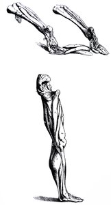 The Plates from the Second Book of the De Humani Corporis Fabrica