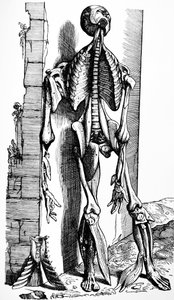 The Plates from the Second Book of the De Humani Corporis Fabrica