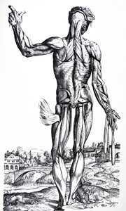 The Plates from the Second Book of the De Humani Corporis Fabrica