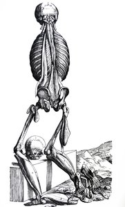 The Plates from the Second Book of the De Humani Corporis Fabrica by Andreas Vesalius