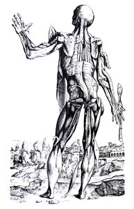 The Plates from the Second Book of the De Humani Corporis Fabrica