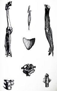 The Plates from the Second Book of the De Humani Corporis Fabrica