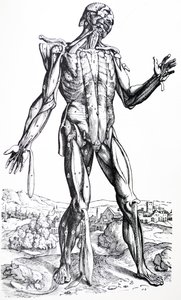 The Plates from the Second Book of the De Humani Corporis Fabrica by Andreas Vesalius