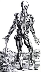 The Plates from the Second Book of the De Humani Corporis Fabrica