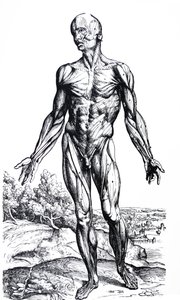 The Plates from the Second Book of the De Humani Corporis Fabrica