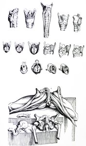 The Plates from the Second Book of the De Humani Corporis Fabrica