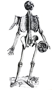 The Plates from the Seventh Book of the De Humani Corporis Fabrica