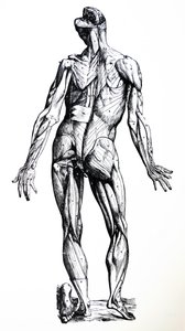 The Plates from the Seventh Book of the De Humani Corporis Fabrica by Andreas Vesalius
