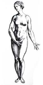 The Plates from the Seventh Book of the De Humani Corporis Fabrica by Andreas Vesalius
