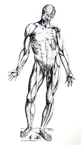The Plates from the Seventh Book of the De Humani Corporis Fabrica by Andreas Vesalius