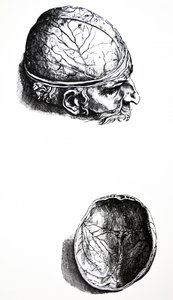 The Plates from the Seventh Book of the De Humani Corporis Fabrica by Andreas Vesalius