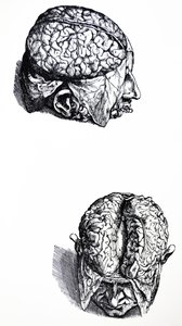 The Plates from the Seventh Book of the De Humani Corporis Fabrica by Andreas Vesalius