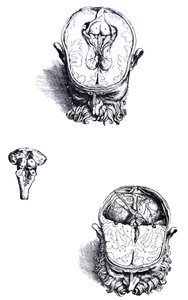 The Plates from the Seventh Book of the De Humani Corporis Fabrica